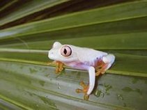 Albino Frog