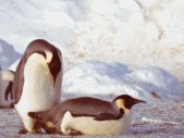 the mighty feisty penguins