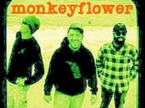 monkey flower