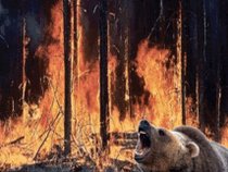 Fire Breathing Bear