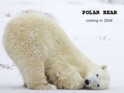 Image for Polar Bear