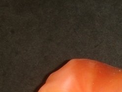 Image for Shar-Pei Tomatoes