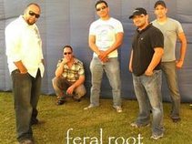 feral root