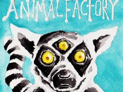 Image for Animal Factory
