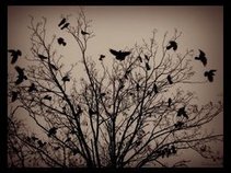 The Crows Fly