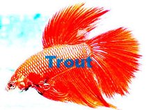 Trout the Beta