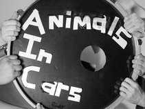 Animals in Cars