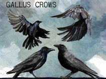 Gallus Crows