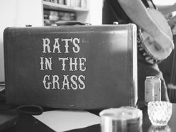 Image for Rats in the Grass