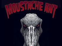 Moustache Ant