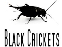 Black Crickets