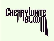 Cherry White Bloom