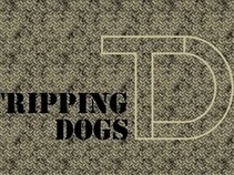 TRIPPING DOGS