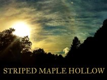 Striped Maple Hollow