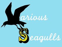 Various Seagulls