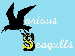 Image for Various Seagulls
