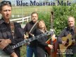 Blue Mountain Mule