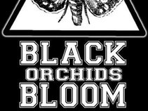 Black Orchids Bloom