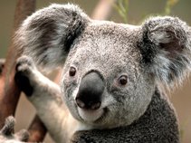 1 happy koala