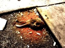 The Rabbit Done Died