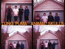 Lung Puma! Animal Skulls