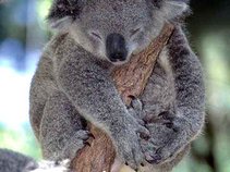 Scrappy Koala