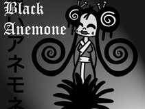 Black Anemone