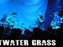 Saltwater Grass