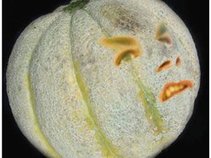 Bender Melon