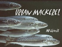 Urban Mackerel