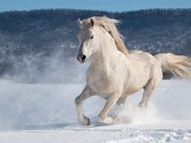 snowhorse
