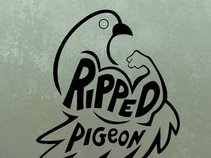 Ripped Pigeon