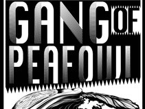 GANG OF PEAFOWL