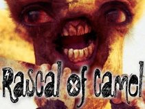 Rascal Of Camel