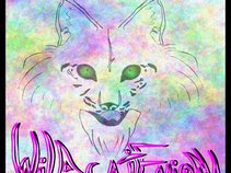 Wildcat Enigma