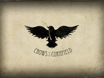Crows in the Cornfield