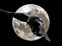 ravens call