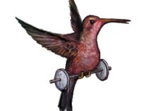 Heavy Hummingbird