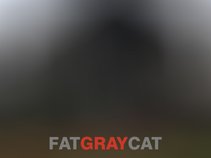 Fat Gray Cat