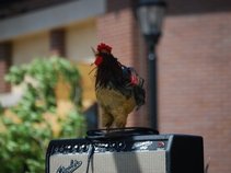 Rooster Funk