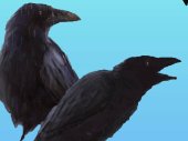 Two Crows Joy