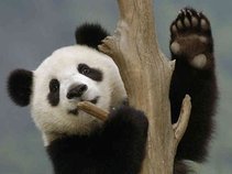 Panda Paw