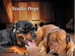 Studio Dogs