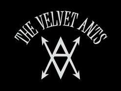Image for The Velvet Ants