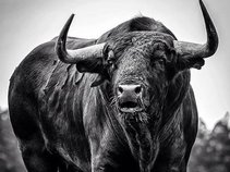 THE BIG BLACK RODEO BULLS: NO DOUBT ABOUT IT...