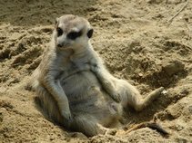 You Have an Unusual Build for a Meerkat