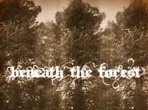 beneath the forest