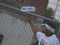 Ant Dogg