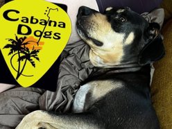 Image for Cabana Dogs
