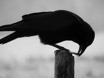 Raven Paradox